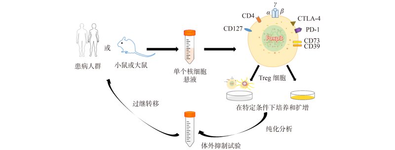 组织工程：前沿科技，重塑医疗未来